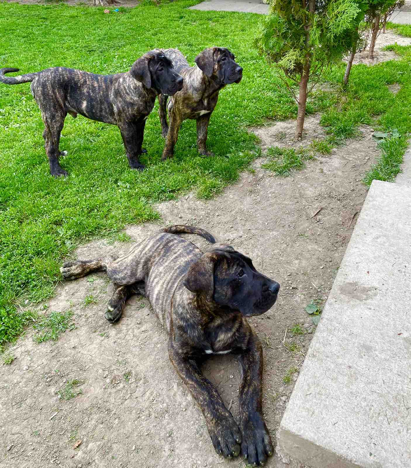 Stenci Presa Canario vrhunskog legla