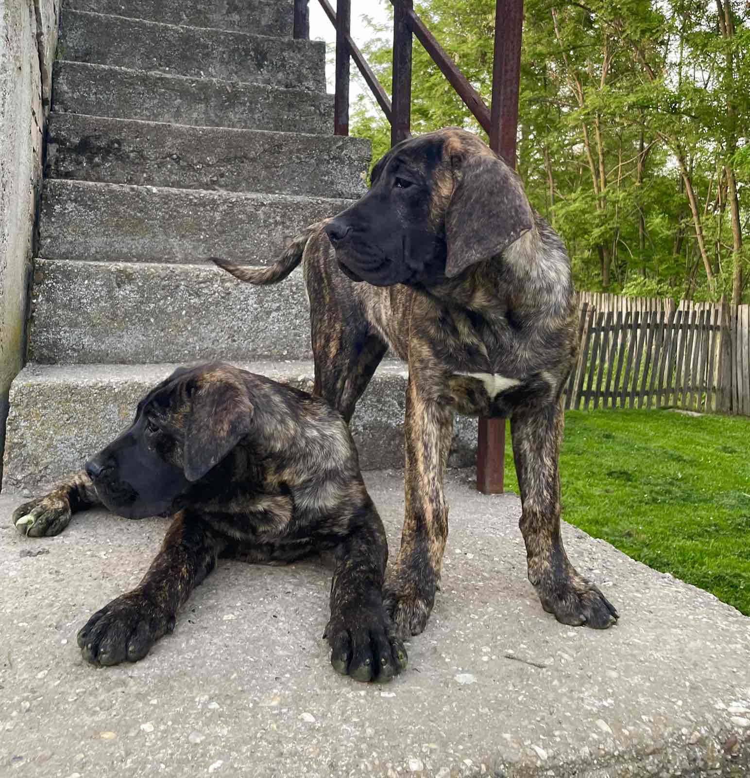 Stenci Presa Canario vrhunskog legla