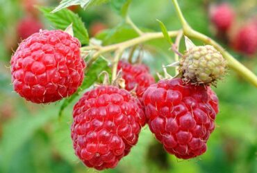 Potrebni beraci maline