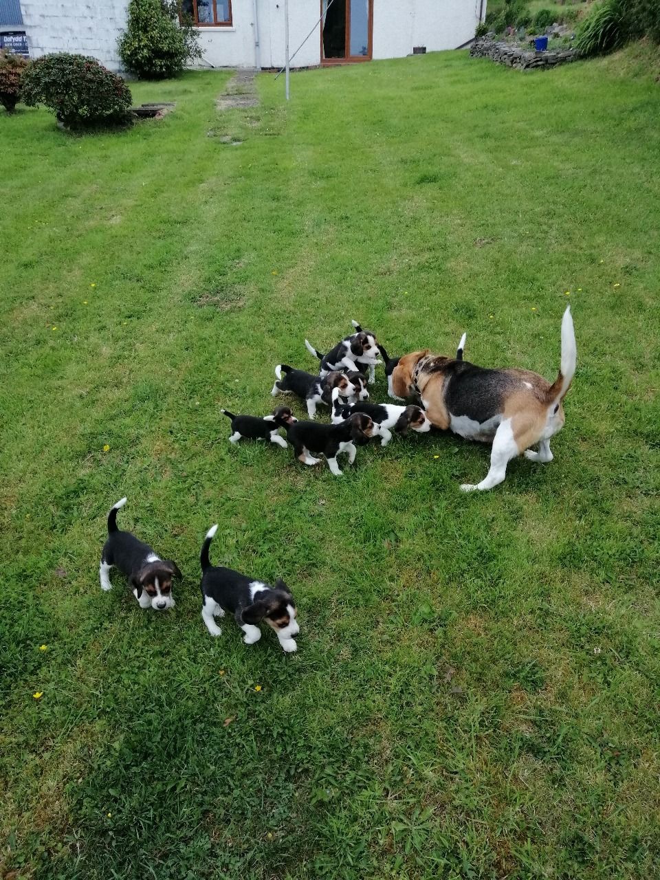 Dostupni štenci beagle.