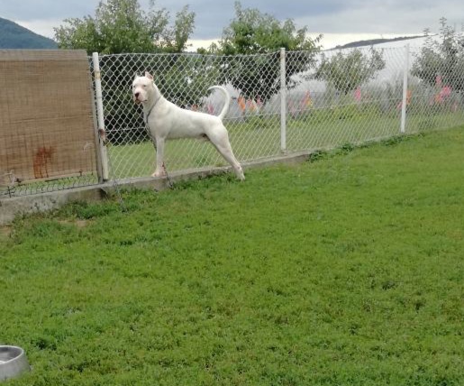 Argentinski pas slobodan za parenje