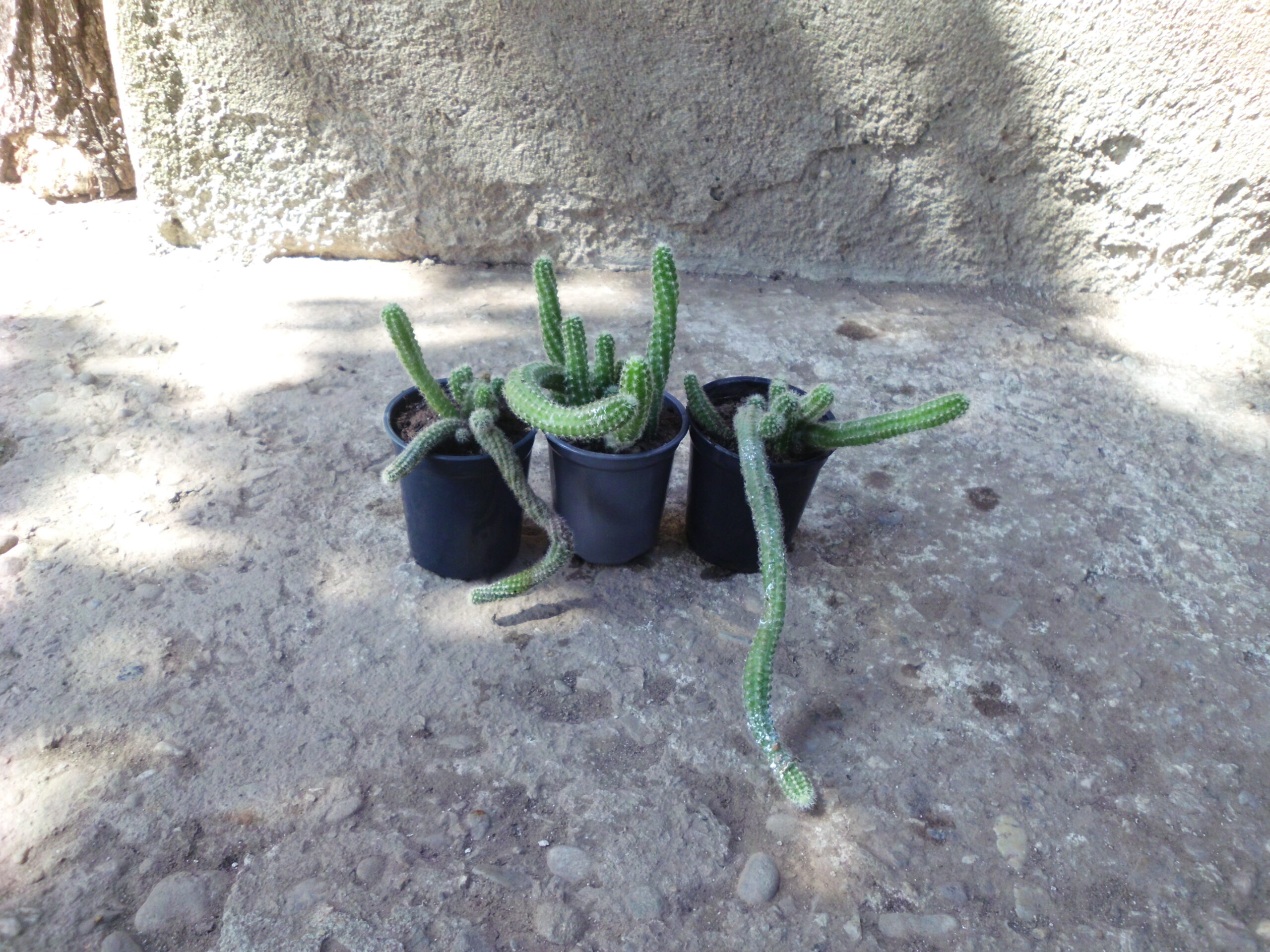 Kikiriki kaktus