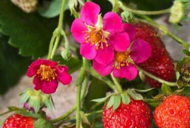 Sadnice stalnoradjajuce jagode –  vise vrsta