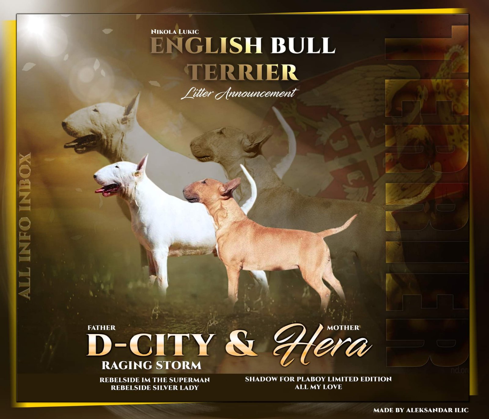 Bull Terrier štenci