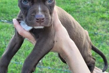 American PitBull Terrier Blue Nose na prodaju