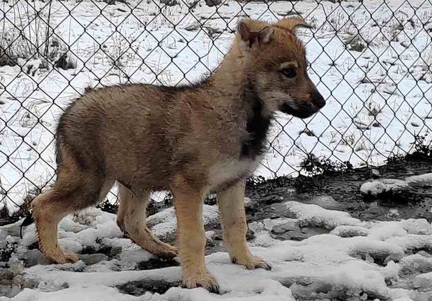 Čehoslovački vučiji pas – štenci na prodaju
