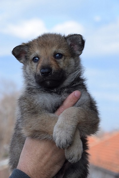 Čehoslovački vučiji pas