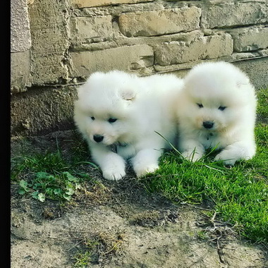 Na prodaju vrhunski štenci samojeda, oštenjeni 01.02.2023.