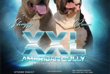 American bully xxl