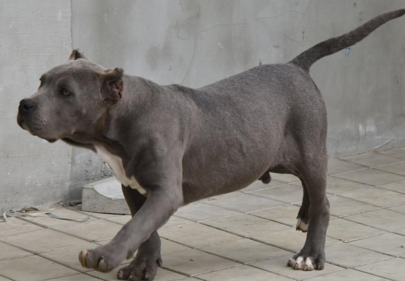 American bully xxl