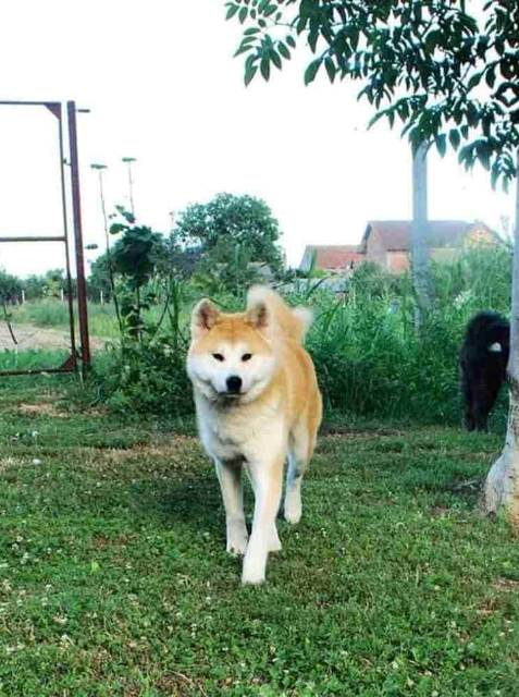 Akita Inu