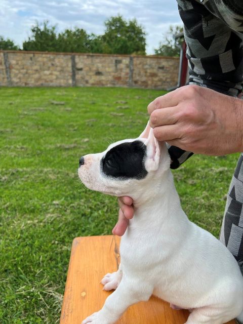 Dogo Argentino štenci