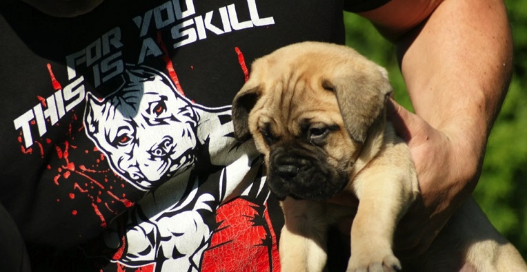 Bullmastiff stenci