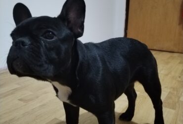 Francuski buldog štene