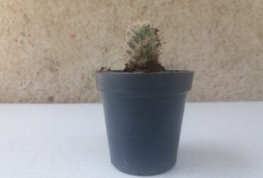 Bradavicasti kaktus