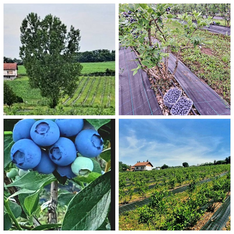 Kuca sa plantazom u blizini Smederevske Palanke