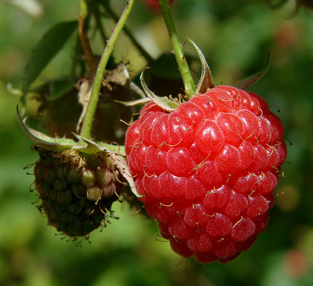 Potrebni radnici za branje malina