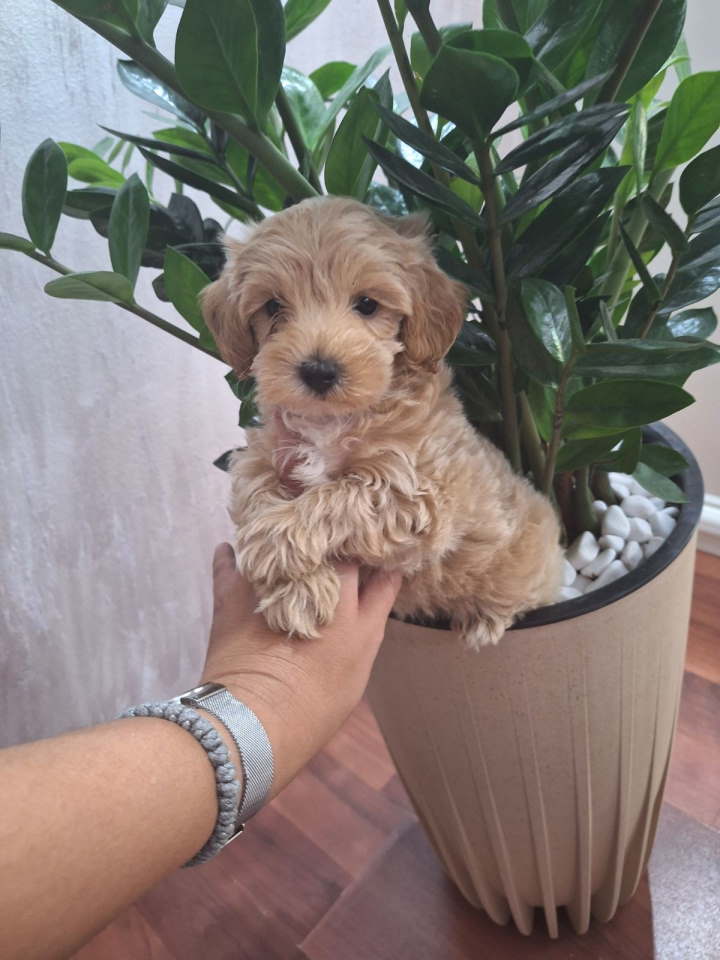 Prelepi štenci Maltipoo spremni su za preuzimanje