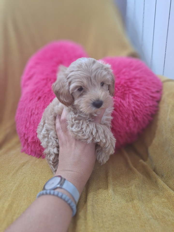 Prelepi štenci Maltipoo spremni su za preuzimanje