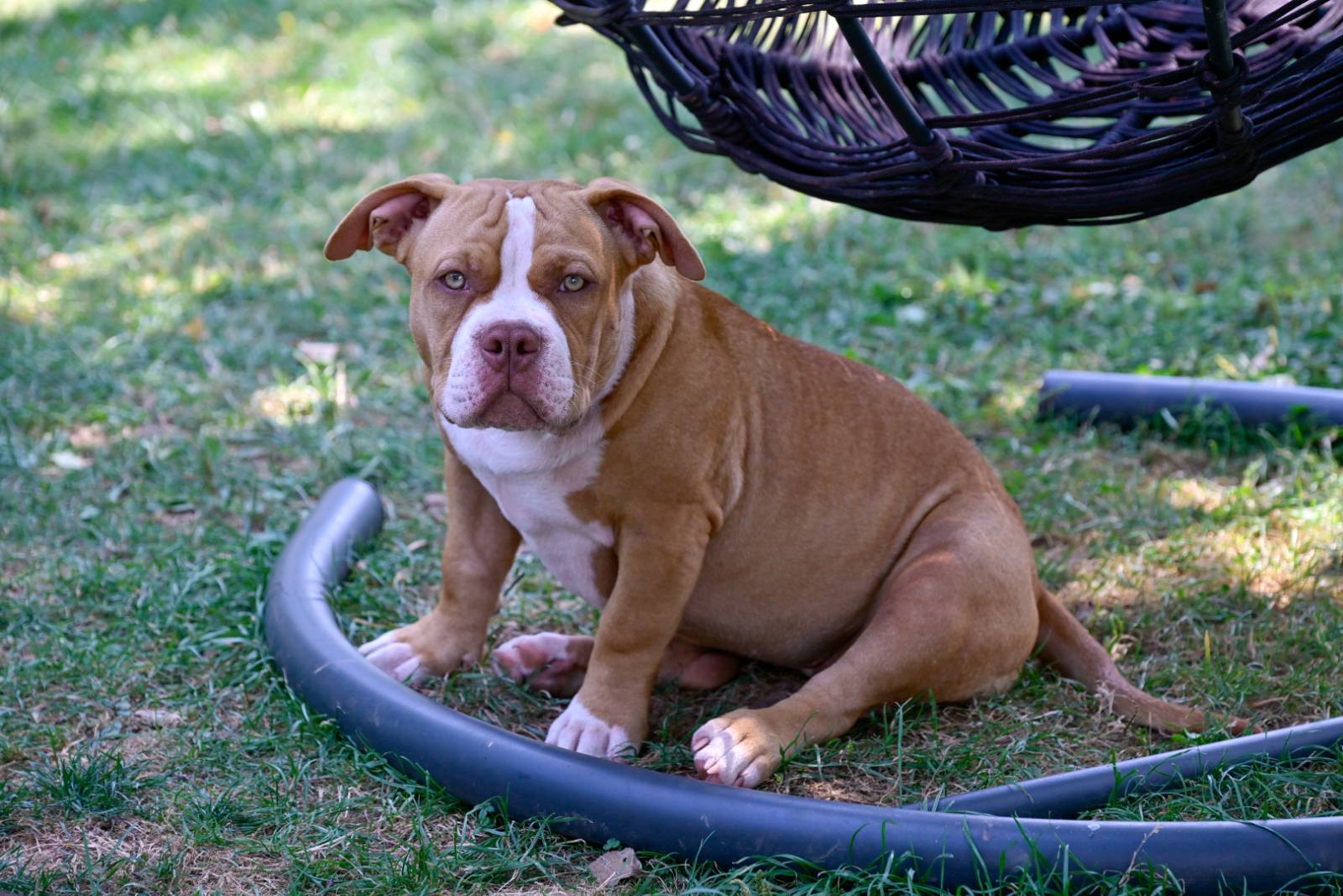 Američki Buli / American Bully Pocket štenci