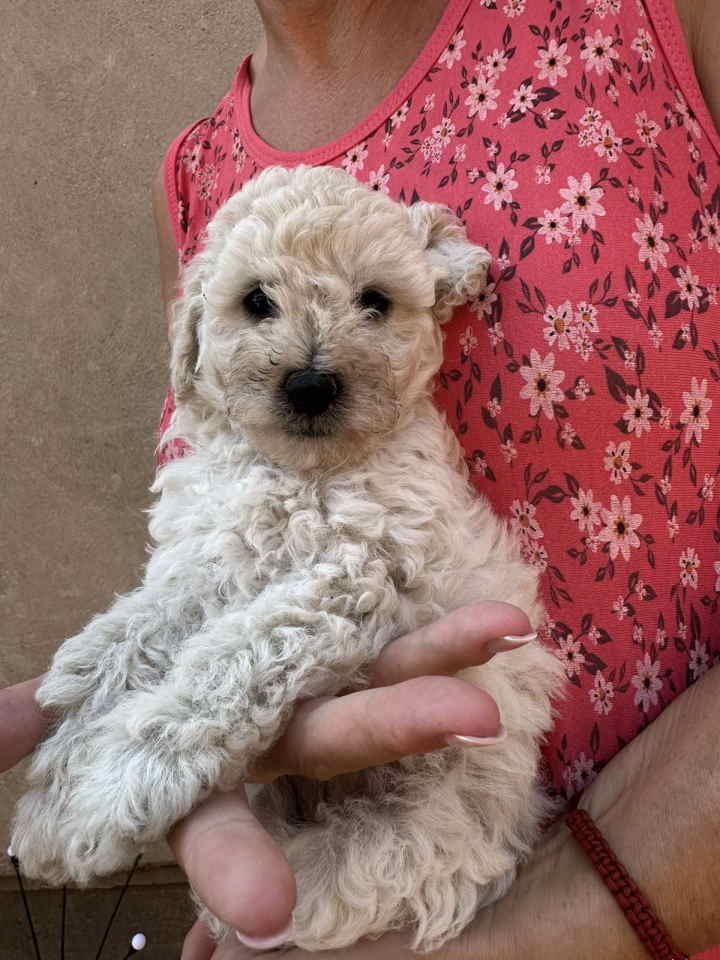 Toy poodle ostenjene 1. jula,