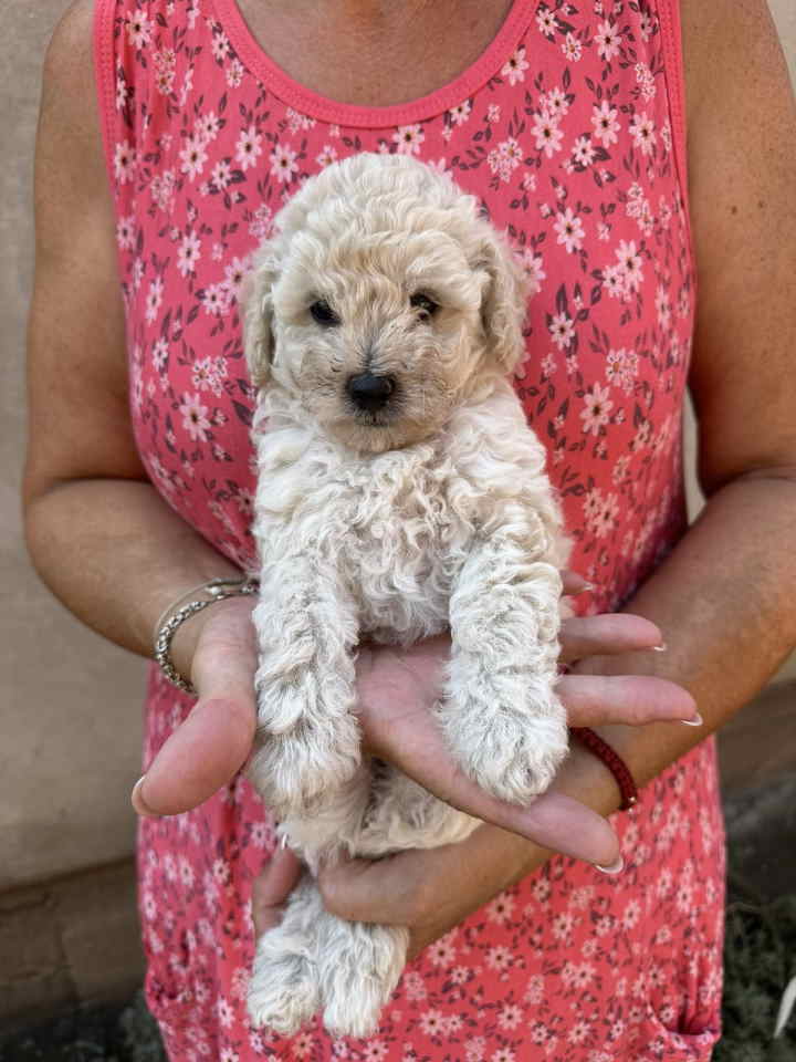 Toy poodle ostenjene 1. jula,