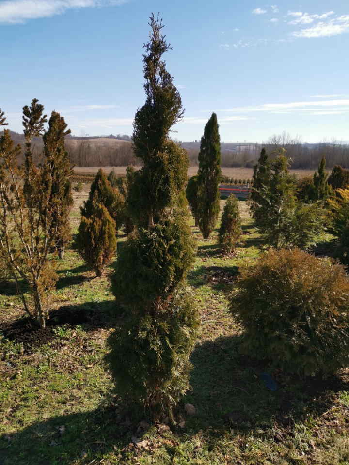 Sezonska rasprodaja četinara do 90 cm