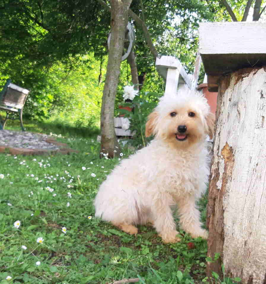 Goldendoodle dvije zenke