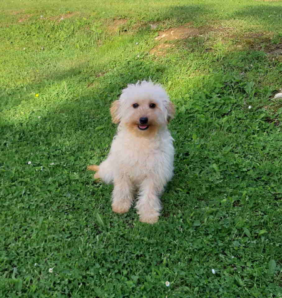 Goldendoodle dvije zenke