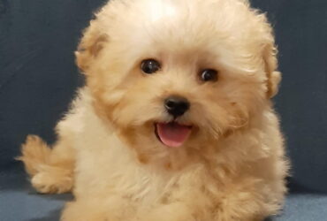 MALTIPOO  oba pola