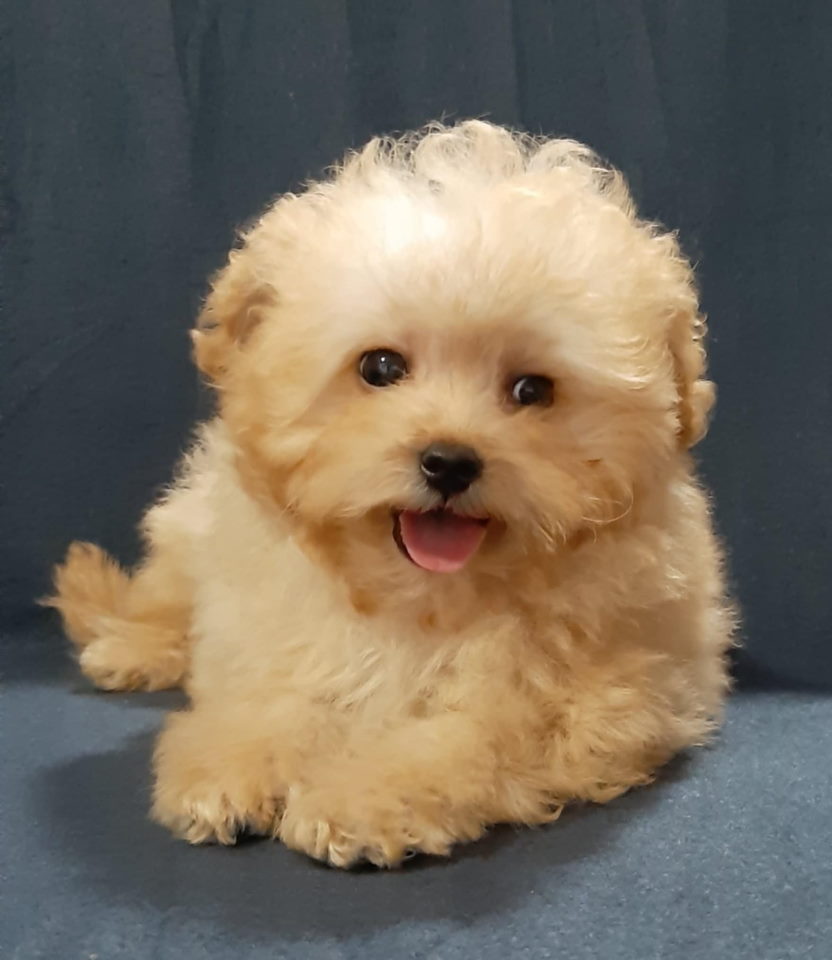 MALTIPOO  oba pola