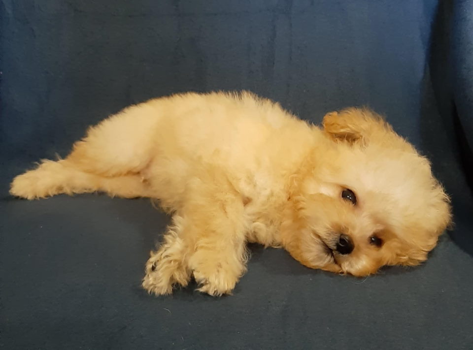 MALTIPOO  oba pola