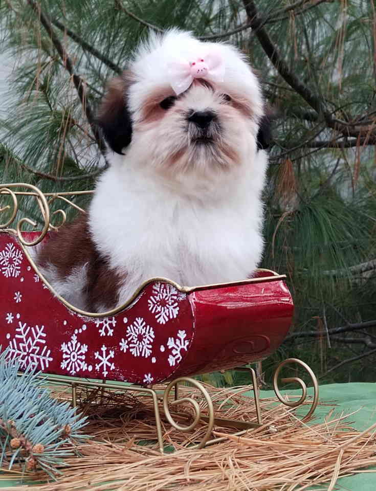 SHIH TZU žensko štene