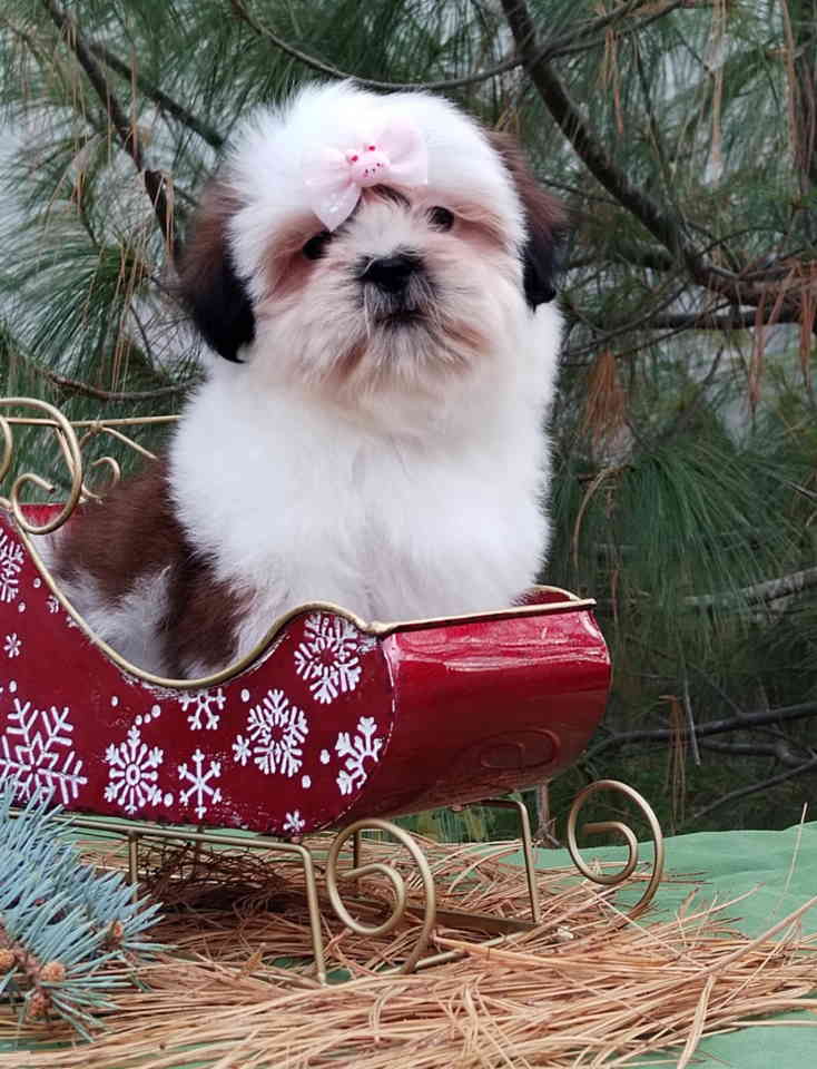 SHIH TZU žensko štene