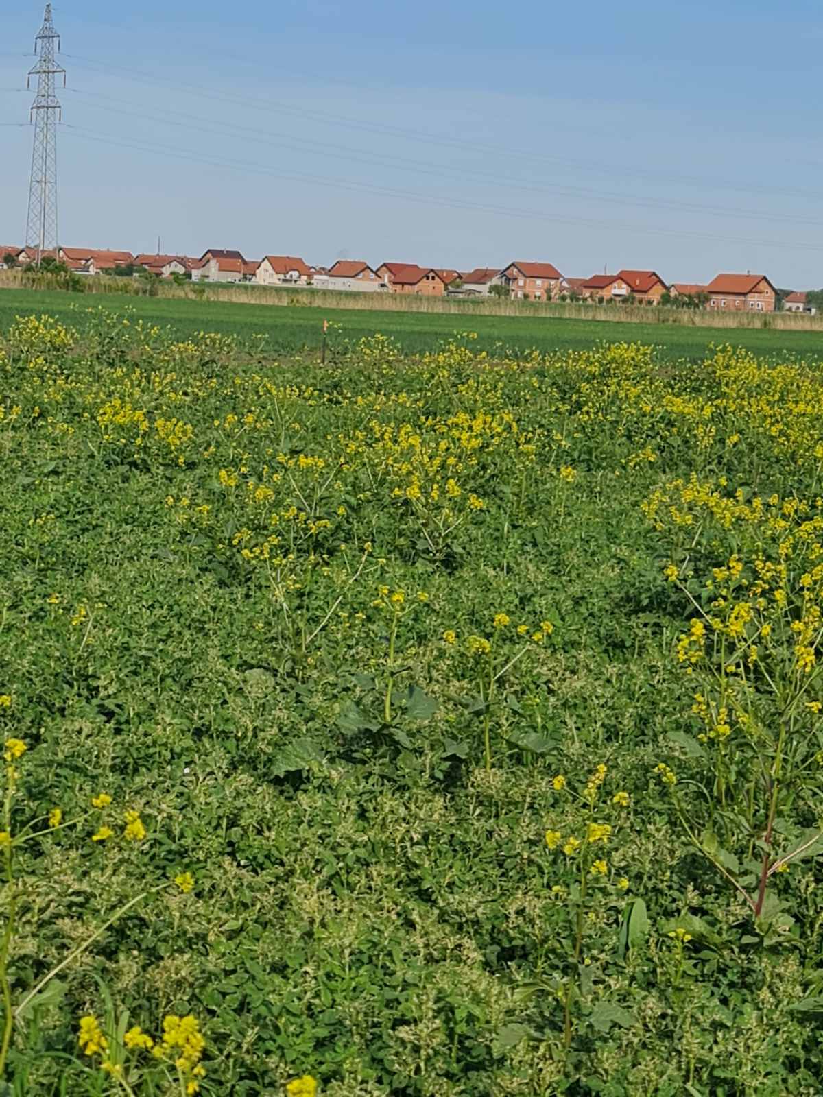 Busije, Male međe, više odličnih placeva po 5 ari na top lokaciji