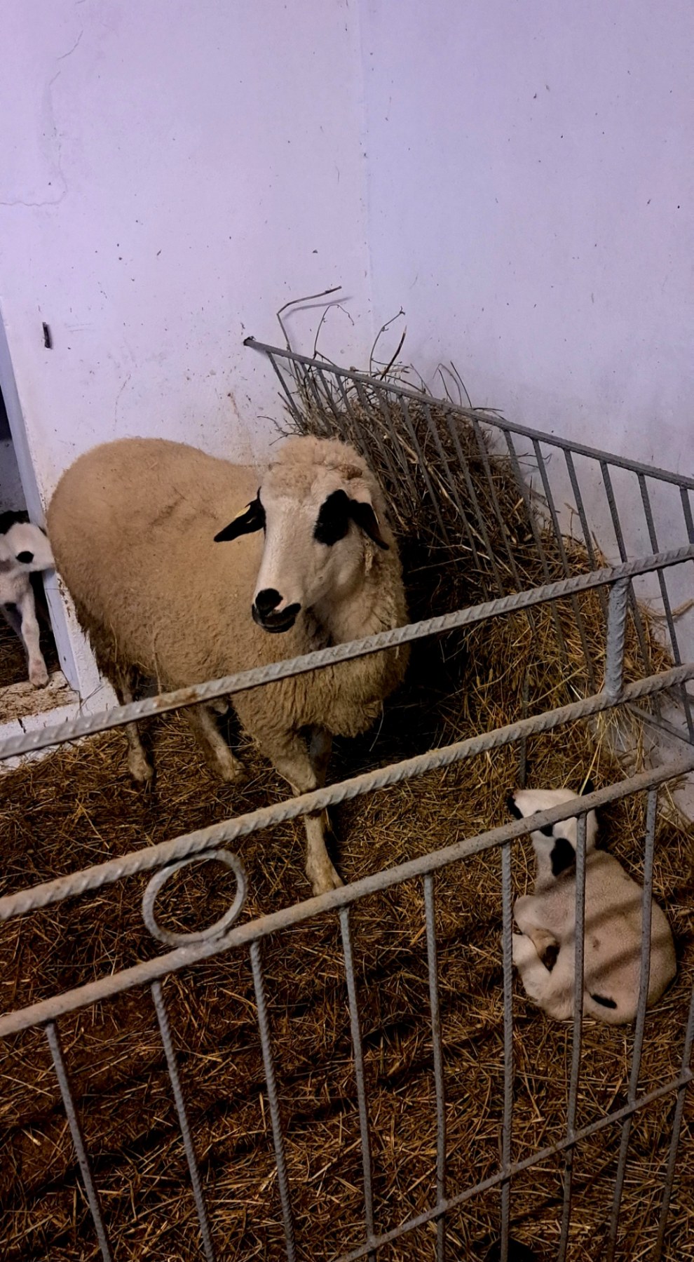 Prodajem ovce I jaganjce, Obrenovac
