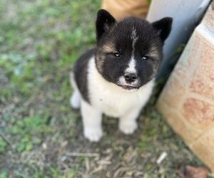 Američka Akita