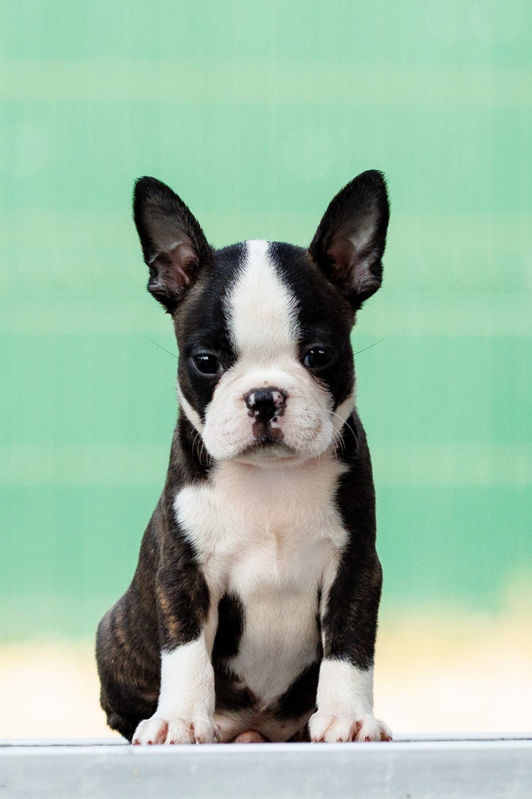 Boston terrier stenad