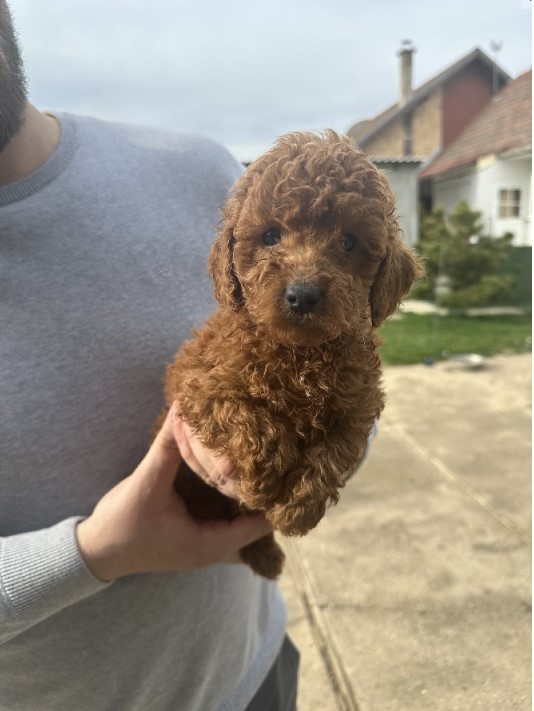 Mini crvene pudle!