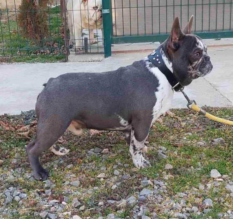 Egzoticni mužjaci za parenje