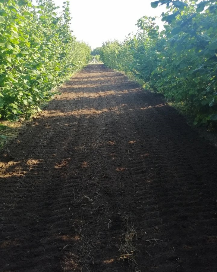 Prodajem zasad lesnika Subotica-Backi Vinogradi