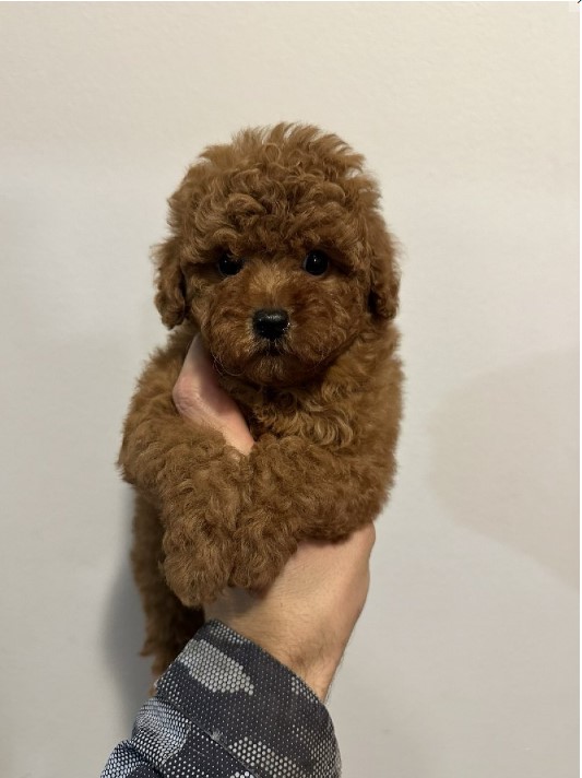 Mini crvene pudle!