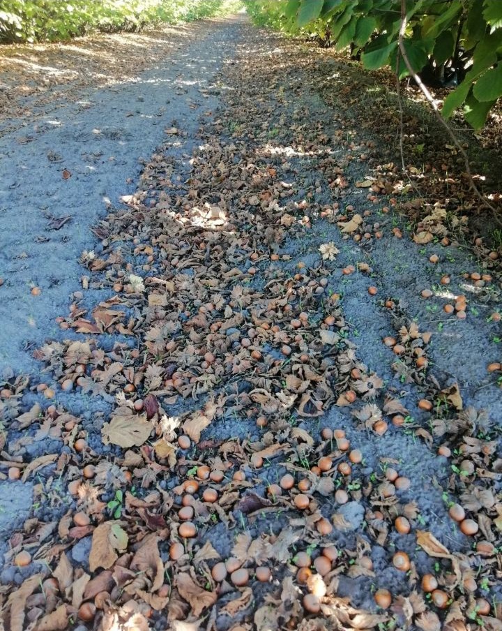 Prodajem zasad lesnika Subotica-Backi Vinogradi