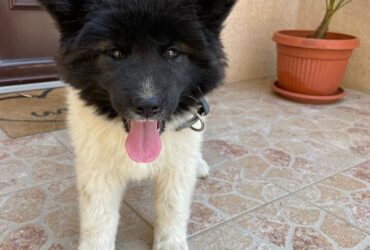 Američka Akita