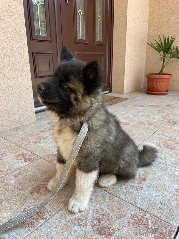 Američka Akita