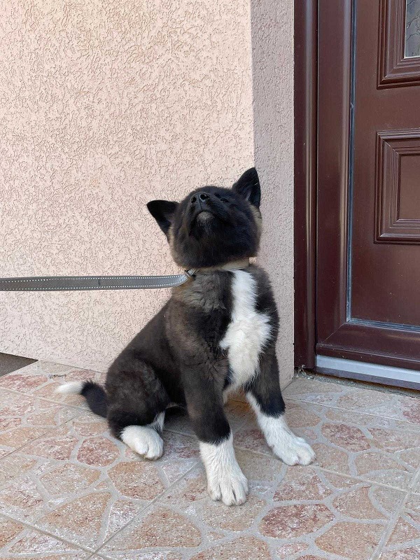 Američka Akita