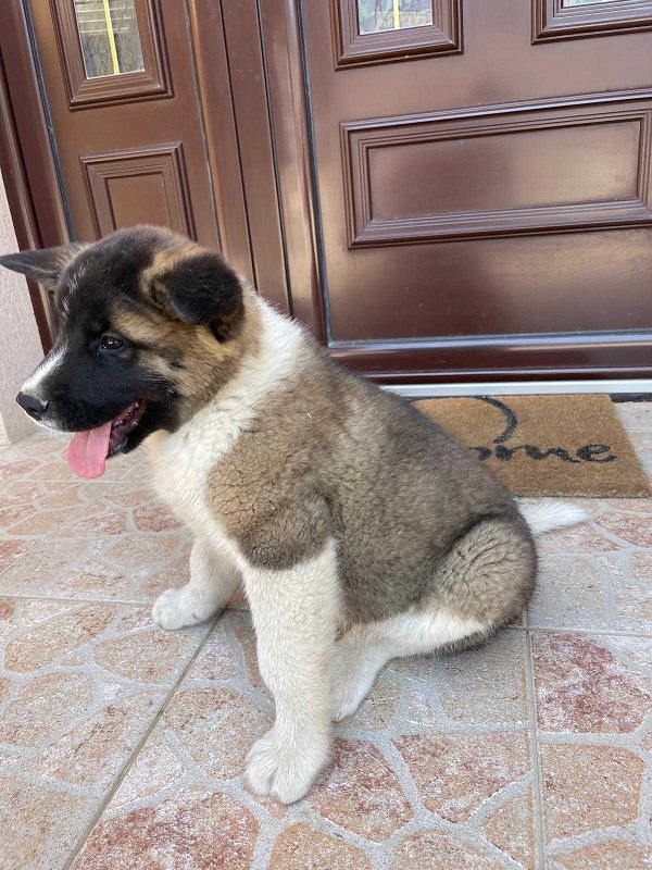 Američka Akita