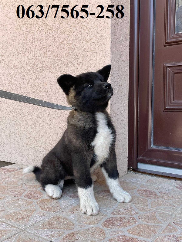 Američka Akita