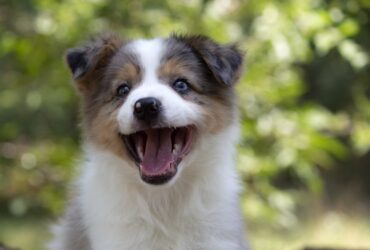 Border koli-Border collie štenad