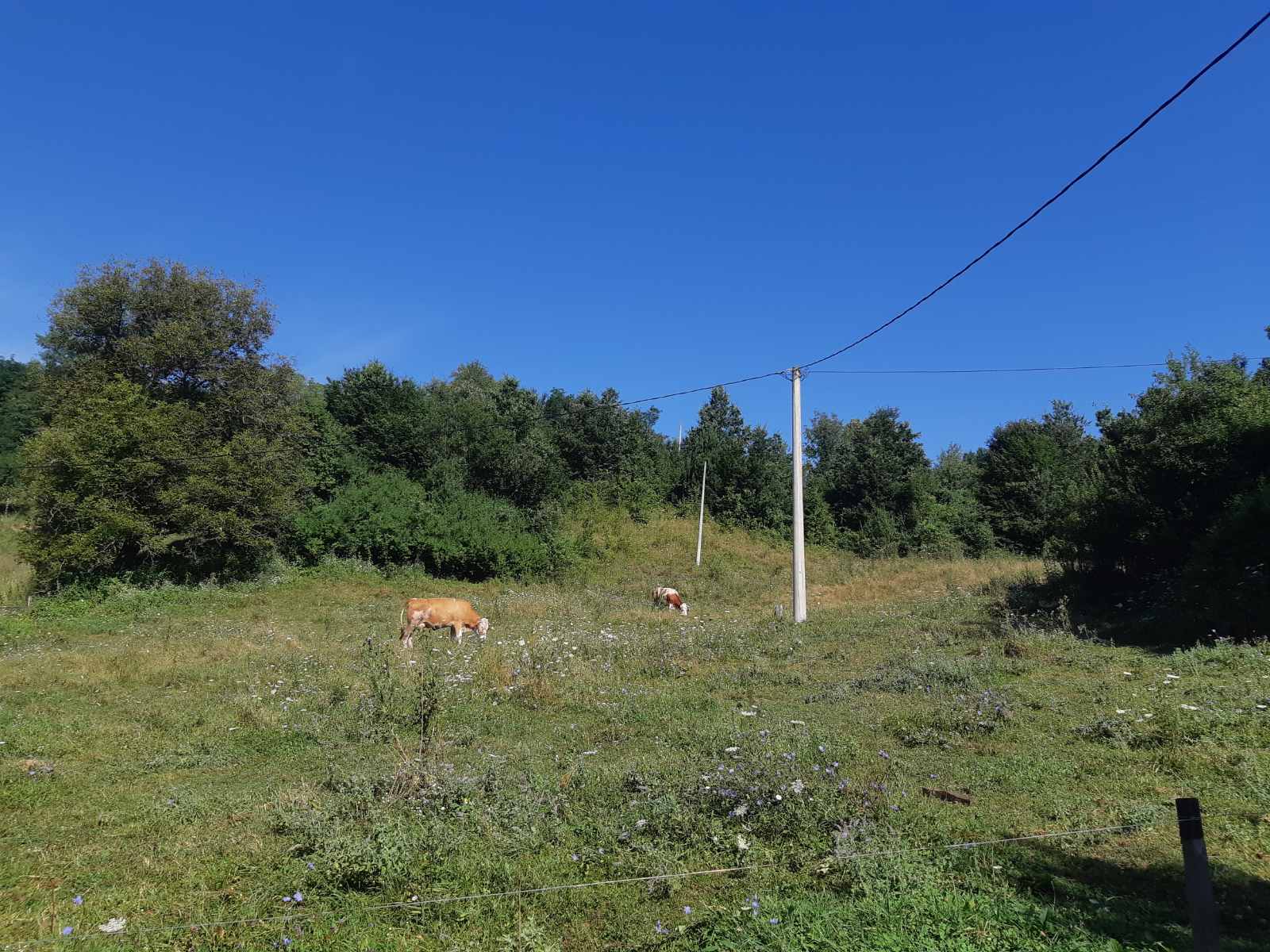 HITNO prodajem imanje u selu Zivica-Lucani